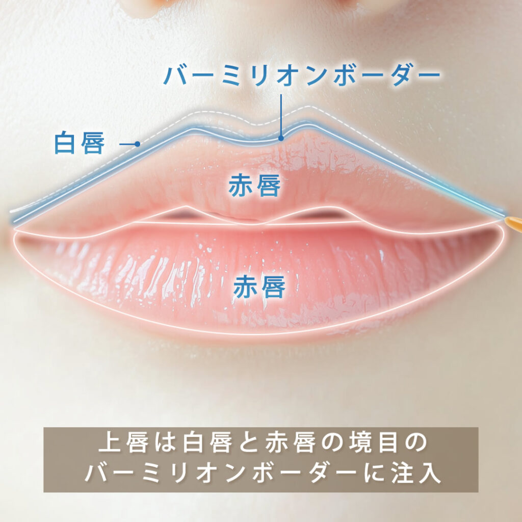 唇の赤唇と白唇の部位の説明の図解