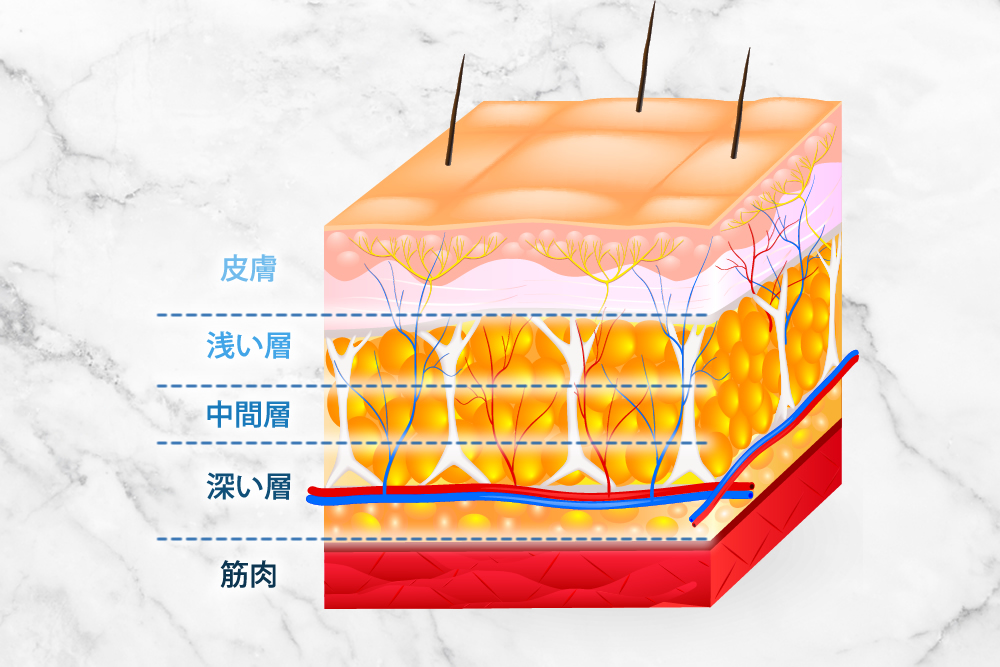 脂肪層の図解