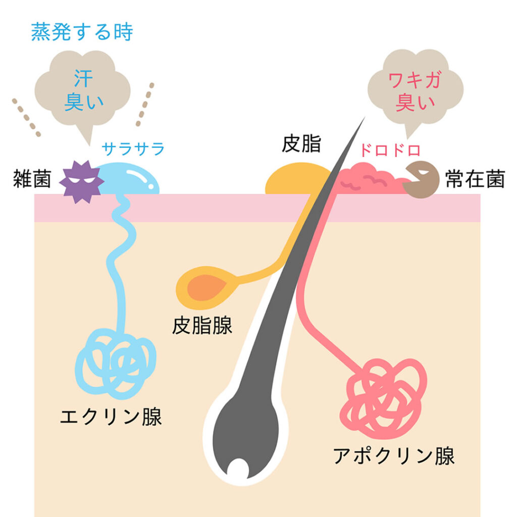 汗のメカニズム