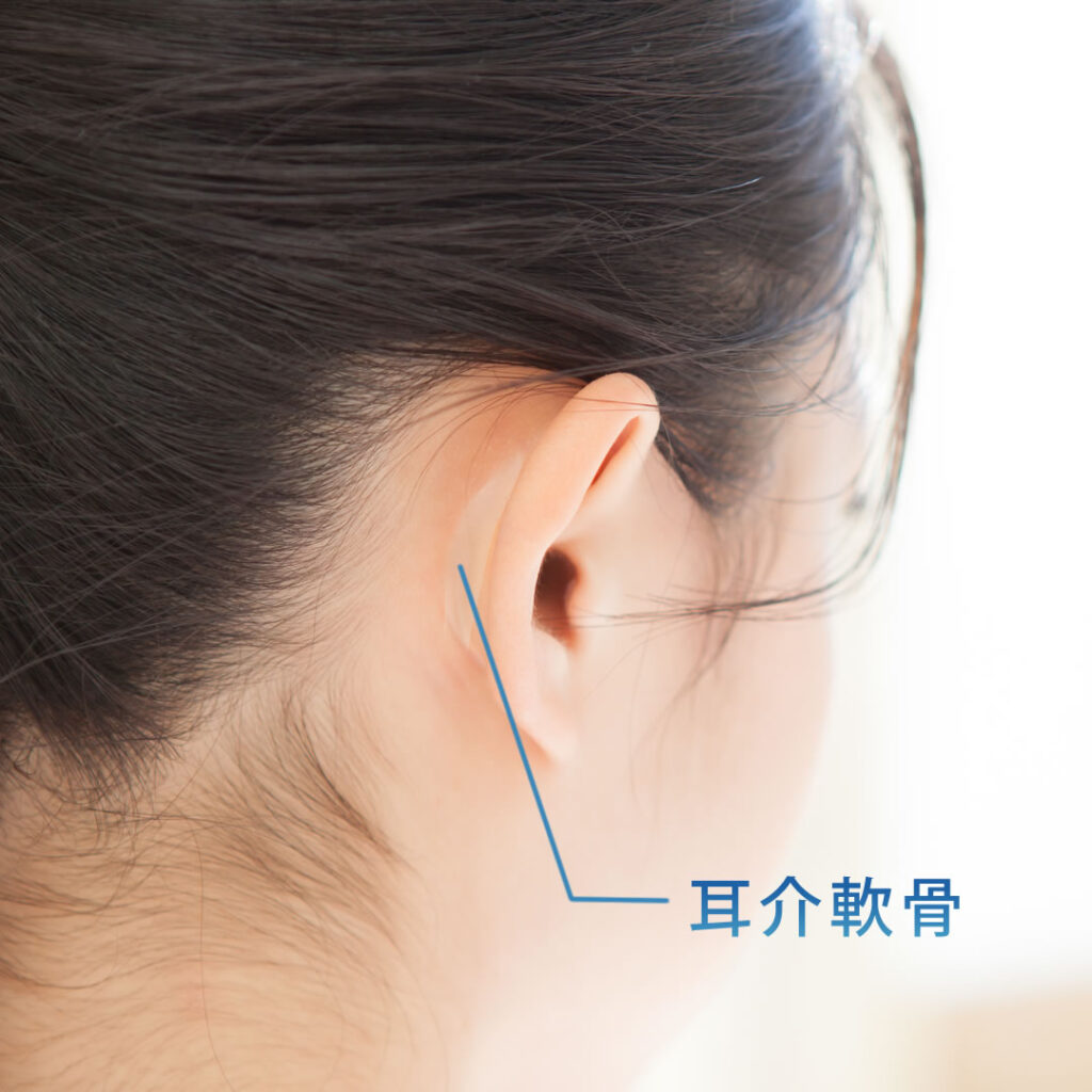 耳介軟骨のイメージ