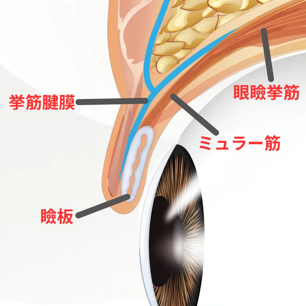 目の構造　新宿