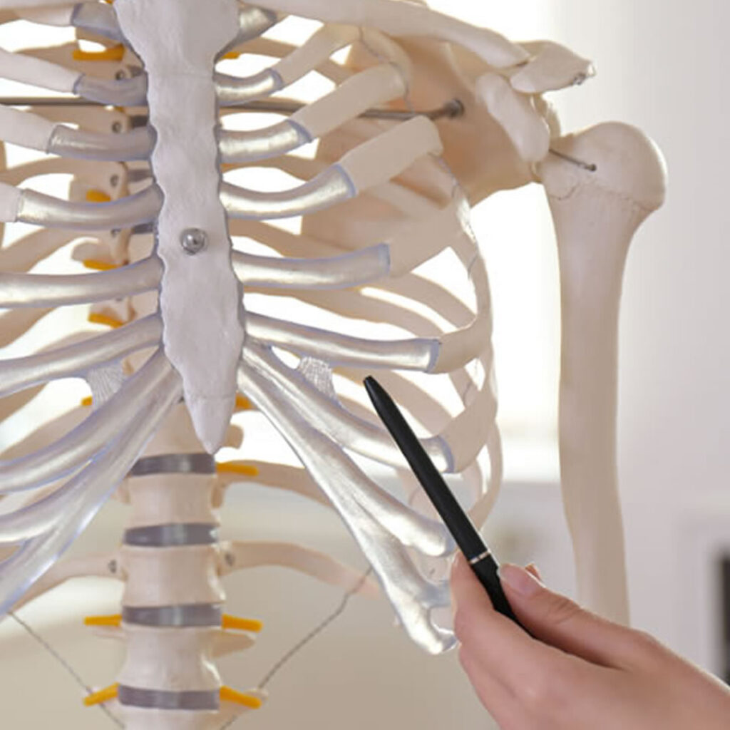 肋軟骨の位置を説明している医師