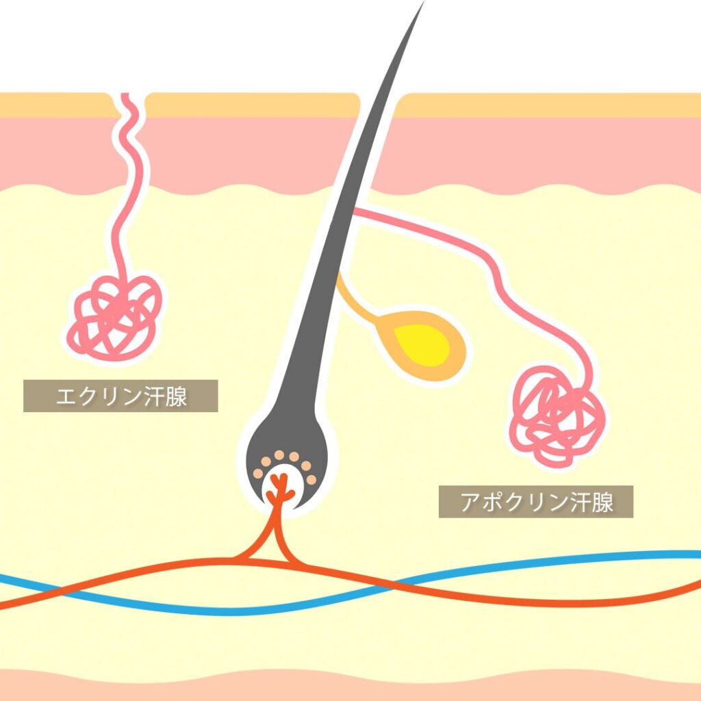 エクリン汗腺とアポクリン汗腺の図解